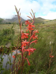 Watsonia angusta