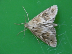 Cynaeda dentalis