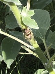 Diceroprocta marevagans