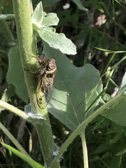 Diceroprocta marevagans