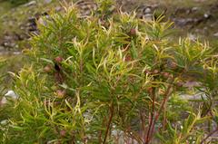 Leucadendron pondoense