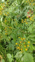 Pentanema squarrosum