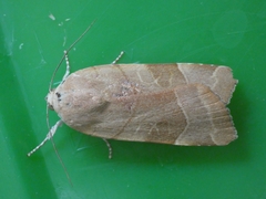 Noctua fimbriata