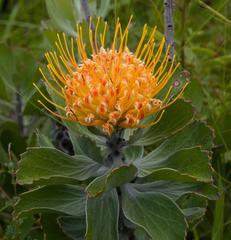 Leucospermum innovans
