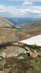 Polystichum kruckebergii