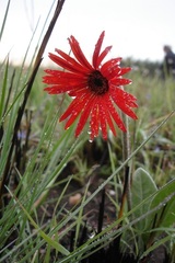 Gerbera aurantiaca