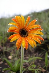 Gerbera aurantiaca
