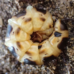 Zarhipis integripennis