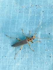 Copidita quadrimaculata