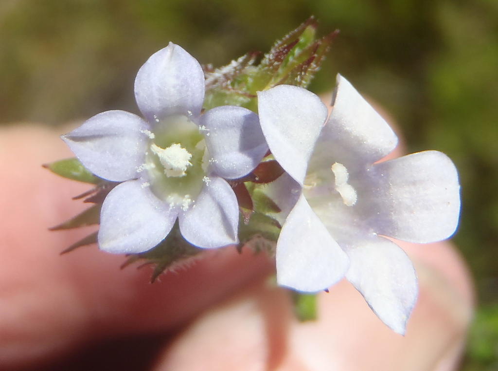 Prismatocarpus tenerrimus