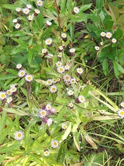 Erigeron acris kamtschaticus