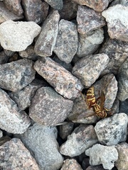 Polistes apachus
