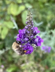 Bombus