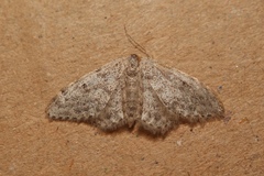 Idaea alyssumata