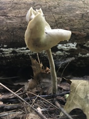 Helvella stevensii