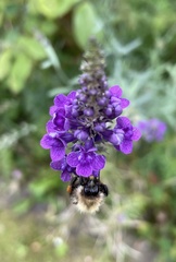 Bombus