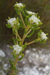 Phylica lasiocarpa