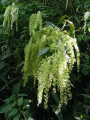 Ledenbergia seguierioides