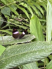 Kallimoides rumia jadyae