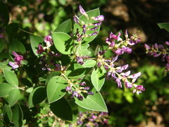 Lespedeza buergeri