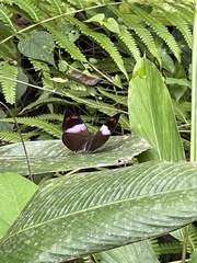 Kallimoides rumia jadyae