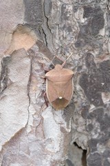 Basicryptus costalis