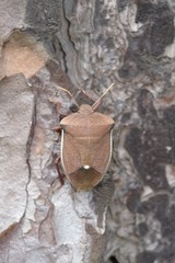 Basicryptus costalis
