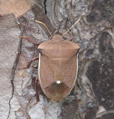Basicryptus costalis