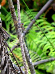 Chlorolestes conspicuus