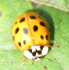 Harmonia axyridis