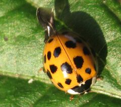 Harmonia axyridis