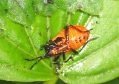 Pyrrhocoris apterus