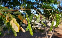 Mimosa caesalpiniifolia