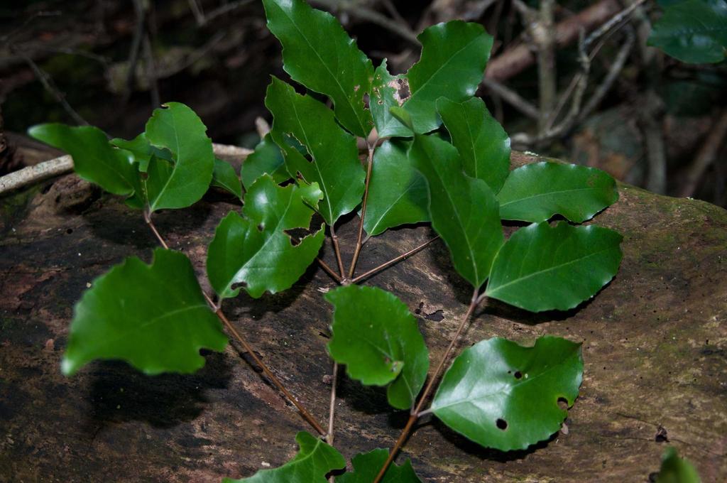 Lydenburgia