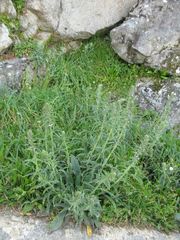 Echium lusitanicum