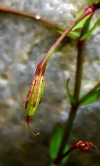 Lindernia parviflora