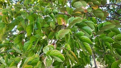 Mimosa caesalpiniifolia