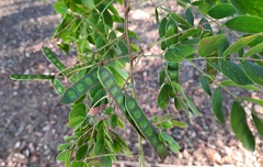Mimosa caesalpiniifolia