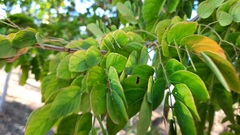 Mimosa caesalpiniifolia