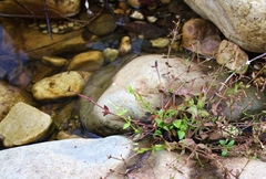 Lindernia parviflora