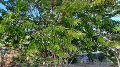 Mimosa caesalpiniifolia