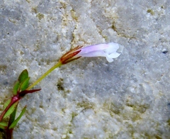 Lindernia parviflora