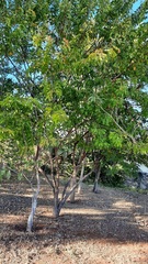 Mimosa caesalpiniifolia