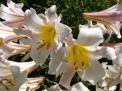 Lilium regale