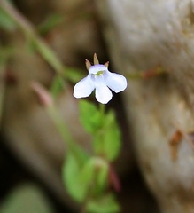 Lindernia parviflora