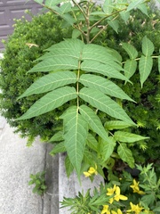 Ailanthus altissima