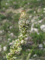 Myricaria bracteata