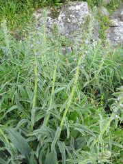 Echium lusitanicum