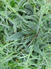 Echium lusitanicum