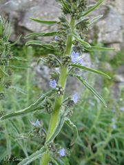 Echium lusitanicum